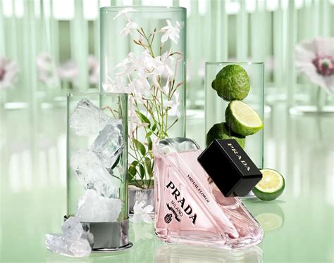 prada parfum bear|prada paradoxe virtual floral perfume.